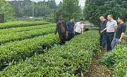 民族医药学院科技服务团到贵州湄潭茶海茶业有限公司开展技术服务